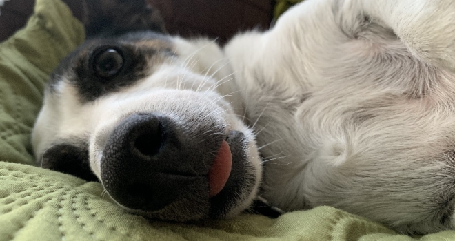 What are your rights when renting with a pet? Bob 101