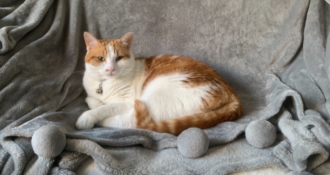 Concerns remain over 'pets in lets' ahead of Renters (Reform) Bill Peanut 555