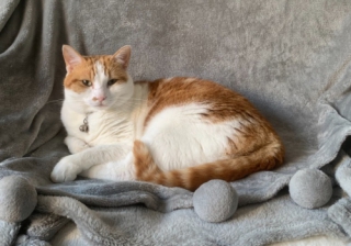 Less than 10% of rental properties are listed as pet-friendly Peanut 555