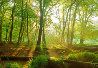 Changing approaches to public spaces woodland 859